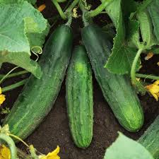 National decapaggio cucumber Cucumis sativus vegetable seeds for planting in kitchen garden or backyard beds