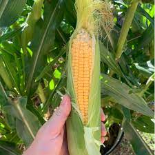 SS2742 – Treated Corn Seed