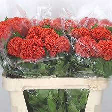 Chief Persimmon – Celosia Seed