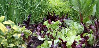 Five Star Greenhouse Lettuce Mix – Lettuce Seeds