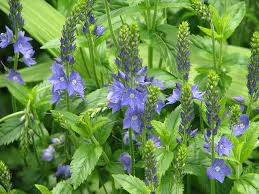 Veronica- Royal Blue