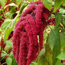 Amaranthus Caudatus 'Love Lies Bleeding' seeds growing into dramatic plants with long, cascading deep red tassel-like flower spikes