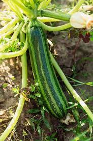 Partenon – Organic Zucchini Seeds