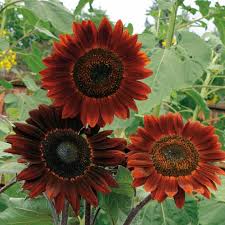 Red Wave Hybrid Sunflower Seeds