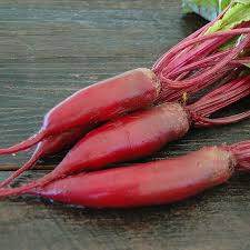 Cylindra – Beet Seed