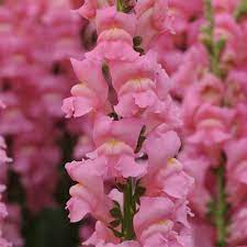 Potomac Dark Pink – Snapdragon Seed