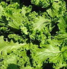 Mustard Greens- Chirimen Hakarashi