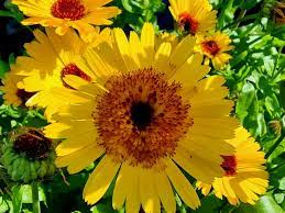 Calendula- Crown Yellow