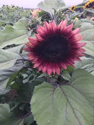 Sunflower- Lilac Spray F1