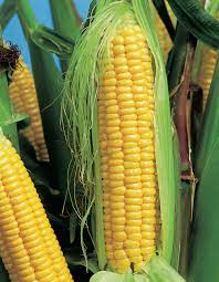 Corn, Maize- Manning Pride