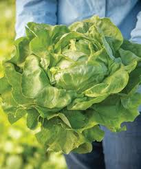 Gladius – Pelleted Romaine Lettuce Seeds
