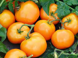 Tomato Oblate Yellow Vegetable Seeds