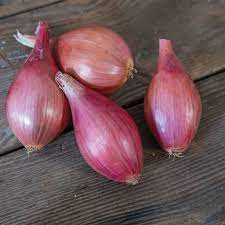 Camelot – Shallot Seed