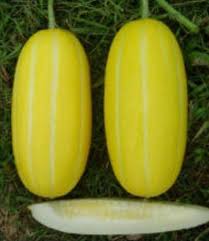 Golden Giant – Melon Seed