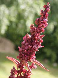 Orach- Red Plume