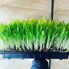 Popcorn – Shoot Seed