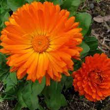 Calendula- Ball's Improved Orange
