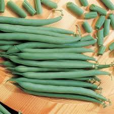 Dwarf Bean- Pioneer