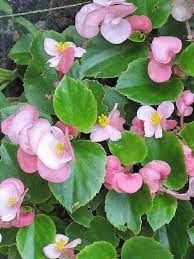 Pizzazz Pink Angle Winged Begonia Seeds