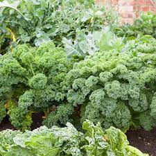 Kale Green Edible Vegetable Seeds