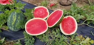 Cracker Jack – Organic Watermelon Seed