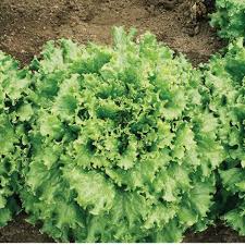 Pensacola – Organic Lettuce Seed