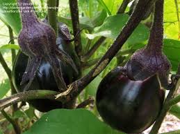 Eggplant- Mitoyo