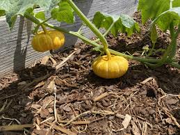 Jill-Be-Little – Pumpkin Seed