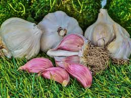 German Red – Garlic Bulbs