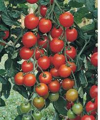 Margold/Estamino Organic Tomato Seed