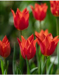 Firespray Tulip Seeds