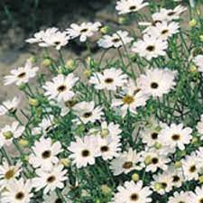 Brachyscome- Splendour White