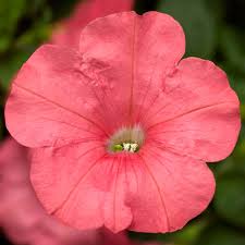 Petunia- Coral Salmon