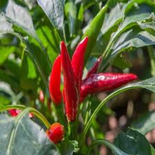 Chilli Hybrid Xingchango Vegetable Seeds