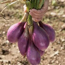 Onion- Long Tropea Red