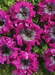Petunia- Superbissima Dark Purple