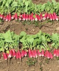 Nelson – Radish Seed