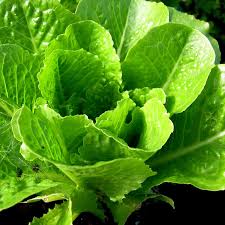 Coastal Star – Lettuce Seed