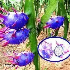 Blue Pitaya Fruit Seeds for Planting - Mixed Varieties for Diverse Gardens
