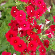 Scarlet – Phlox Seed