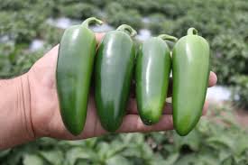 Pantera – Jalapeño Pepper Seed