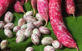 Flambo – Bean Seed