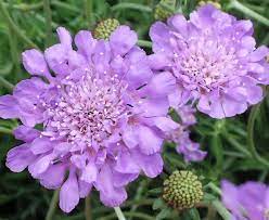 Pincushion Flower- Lavender Blue