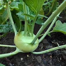 Knol Khol Hybrid Vegetable Seeds