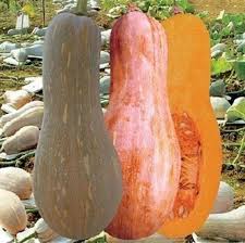 Featured Honey Pumpkin Seeds Organic Vegetable Seeds