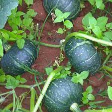 Pumpkin Hybrid Bheema Vegetable Seeds