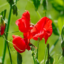 Sweetpea- Mammoth Scarlet