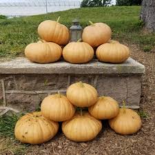 Pumpkin- Long Island Cheese