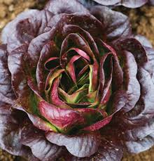 Salanova Red Butter – Lettuce Seed