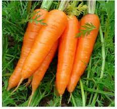 Carrot Mohan Chantenay Nantes Vegetable Seeds